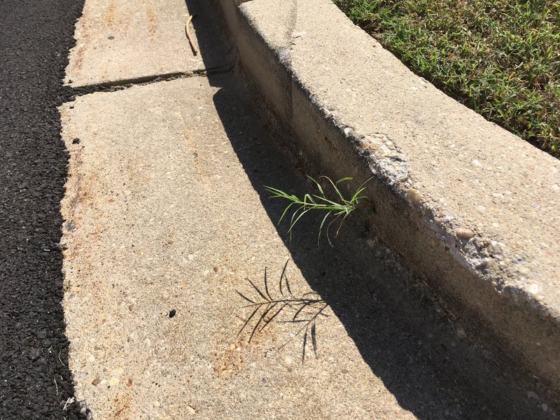 Bermudagrass photo 6