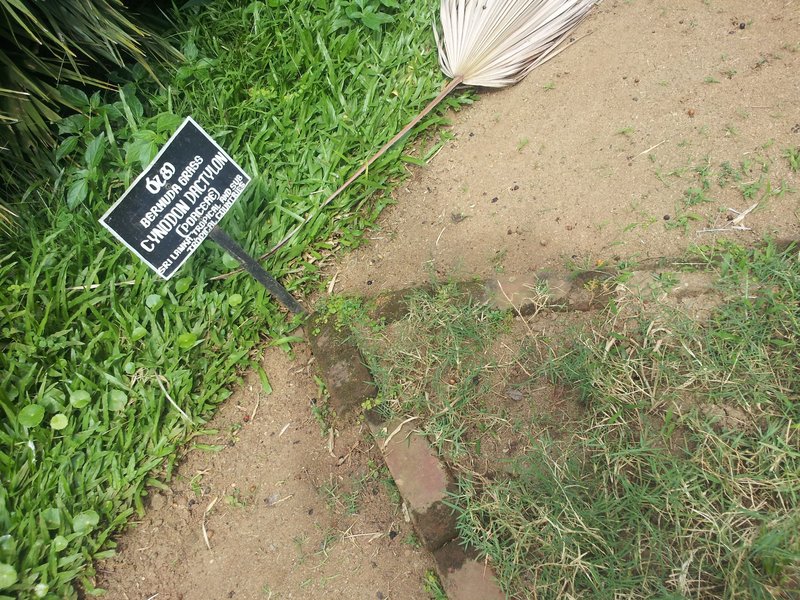Bermudagrass photo 7