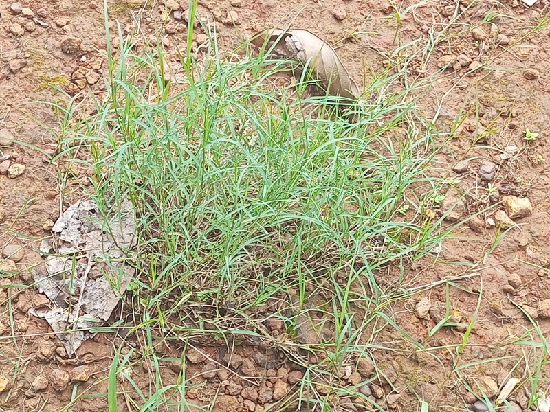 Bermudagrass photo 8