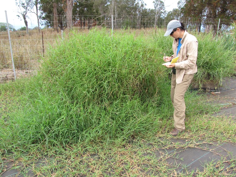 African Bermudagrass photo 4