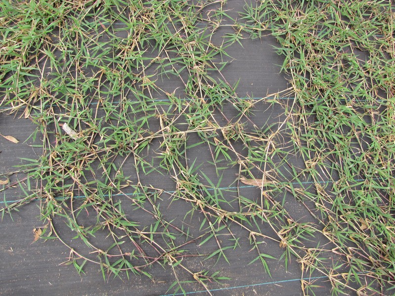 African Bermudagrass photo 5