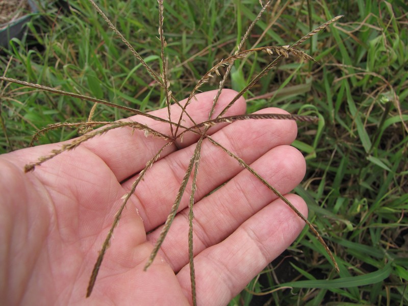 African Bermudagrass photo 2