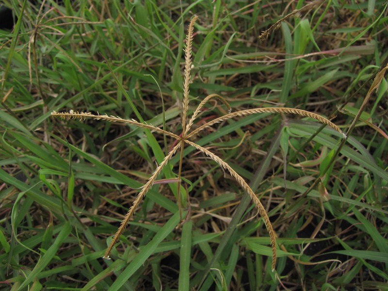 African Bermudagrass