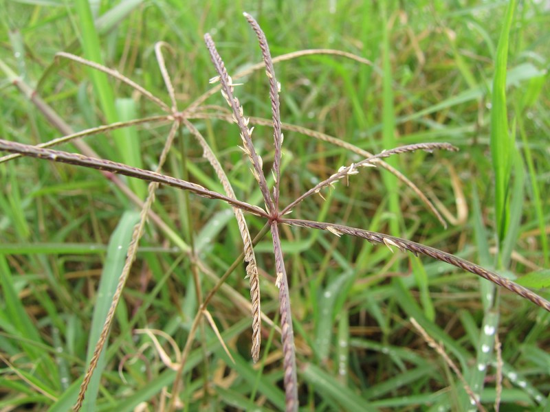African Bermudagrass photo 3