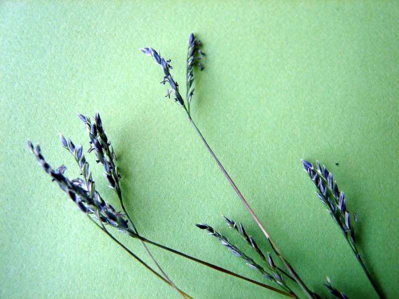 African Dogstooth Grass photo 4