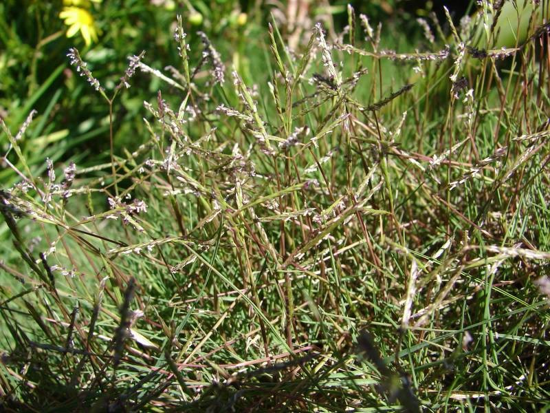 African Dogstooth Grass