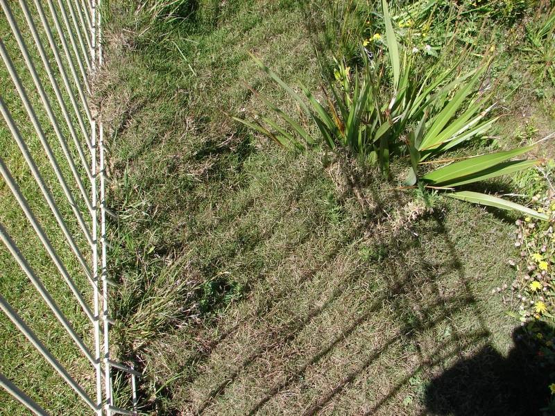 African Dogstooth Grass photo 2