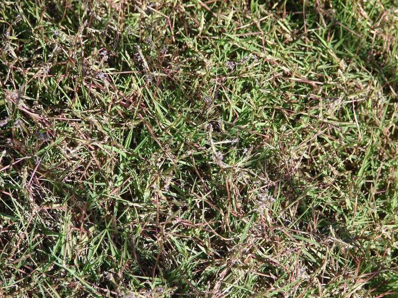 African Dogstooth Grass photo 3