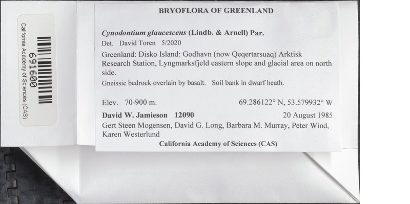 Cynodontium Moss