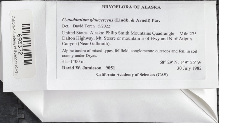Cynodontium Moss photo 2