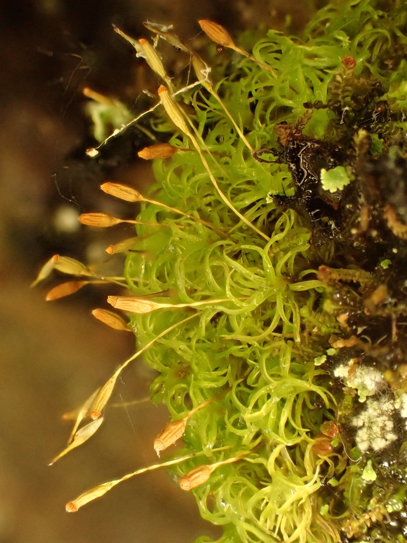 Cynodontium Moss photo 2