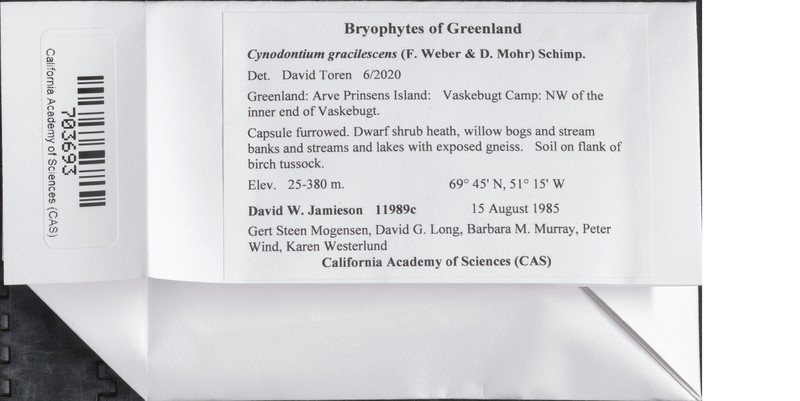 Cynodontium Moss photo 3
