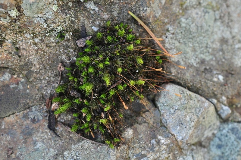 Jenner's Cynodontium Moss