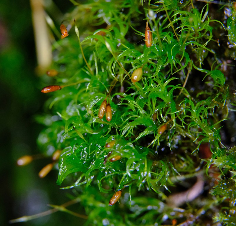 Jenner's Cynodontium Moss photo 2