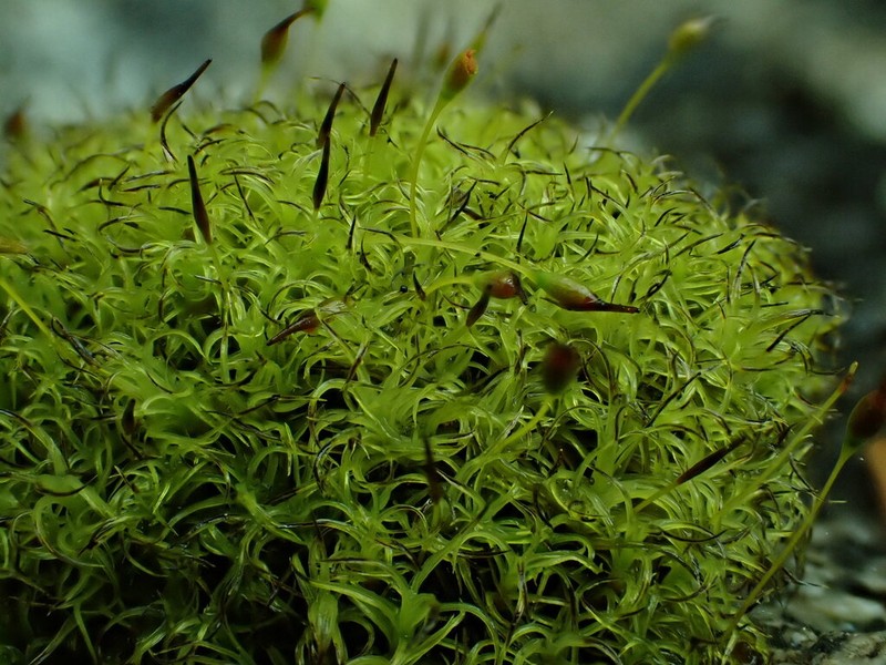 Jenner's Cynodontium Moss photo 3