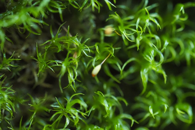 Jenner's Cynodontium Moss photo 4