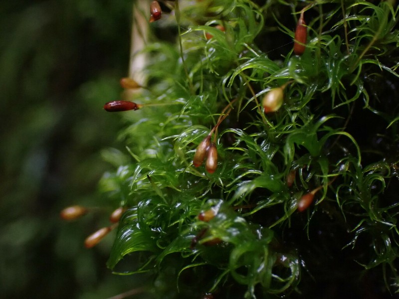 Jenner's Cynodontium Moss photo 5
