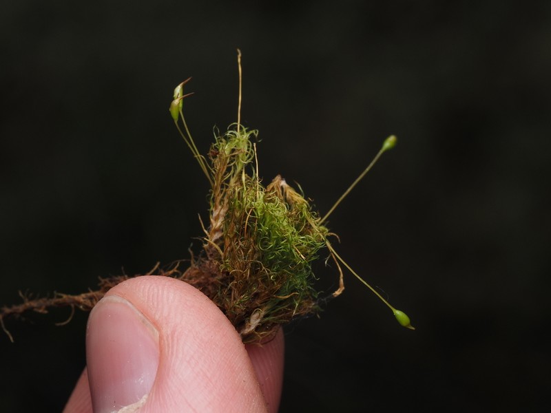 Jenner's Cynodontium Moss photo 6