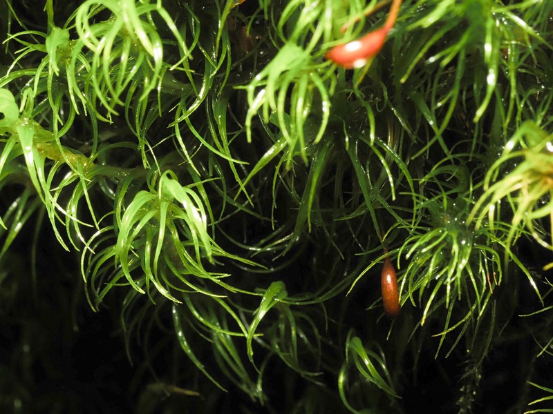 Jenner's Cynodontium Moss photo 7
