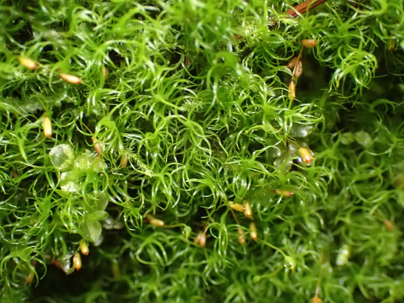 Jenner's Cynodontium Moss photo 8