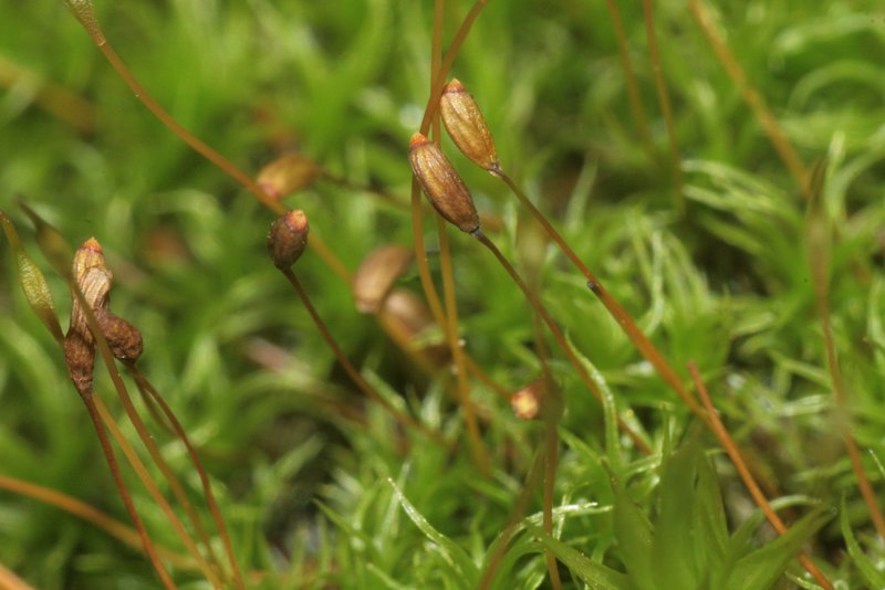 Cynodontium Moss