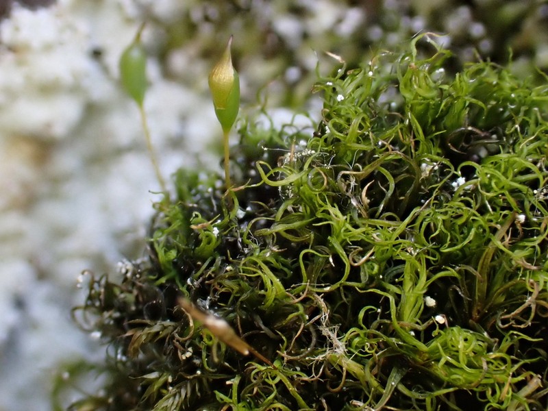 Cynodontium Moss