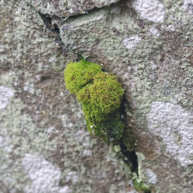Cynodontium Moss photo 2