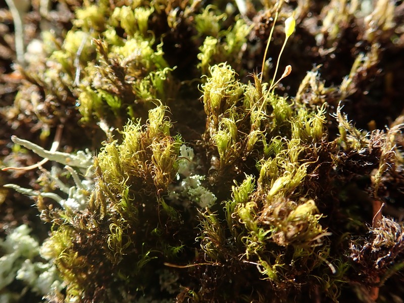 Cynodontium Moss photo 3