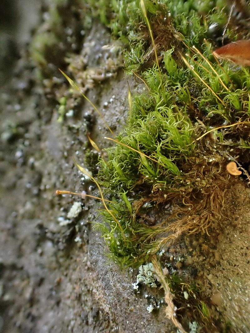 Cynodontium Moss photo 4