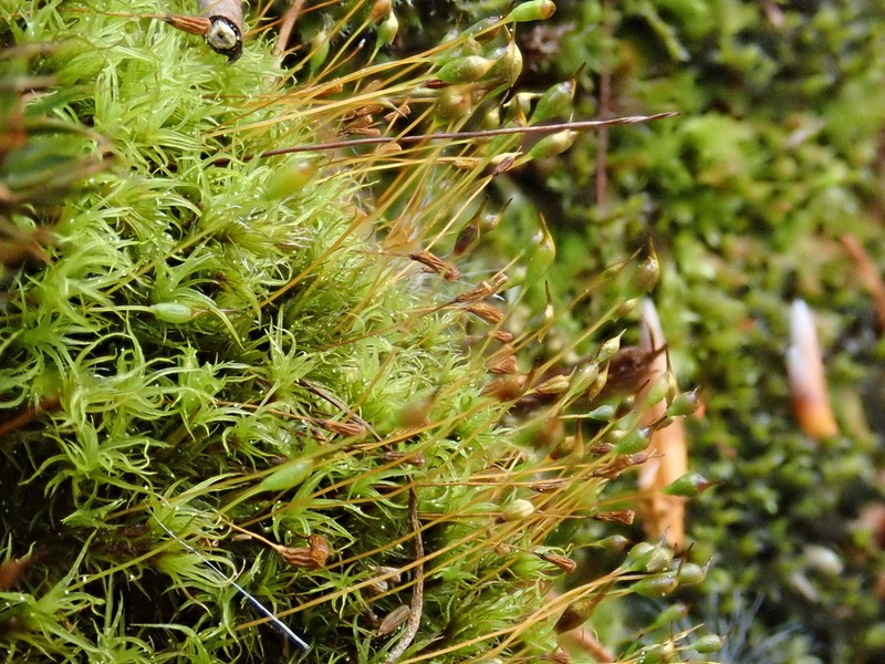 Cynodontium Moss photo 5