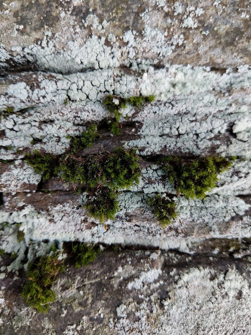 Cynodontium Moss photo 6