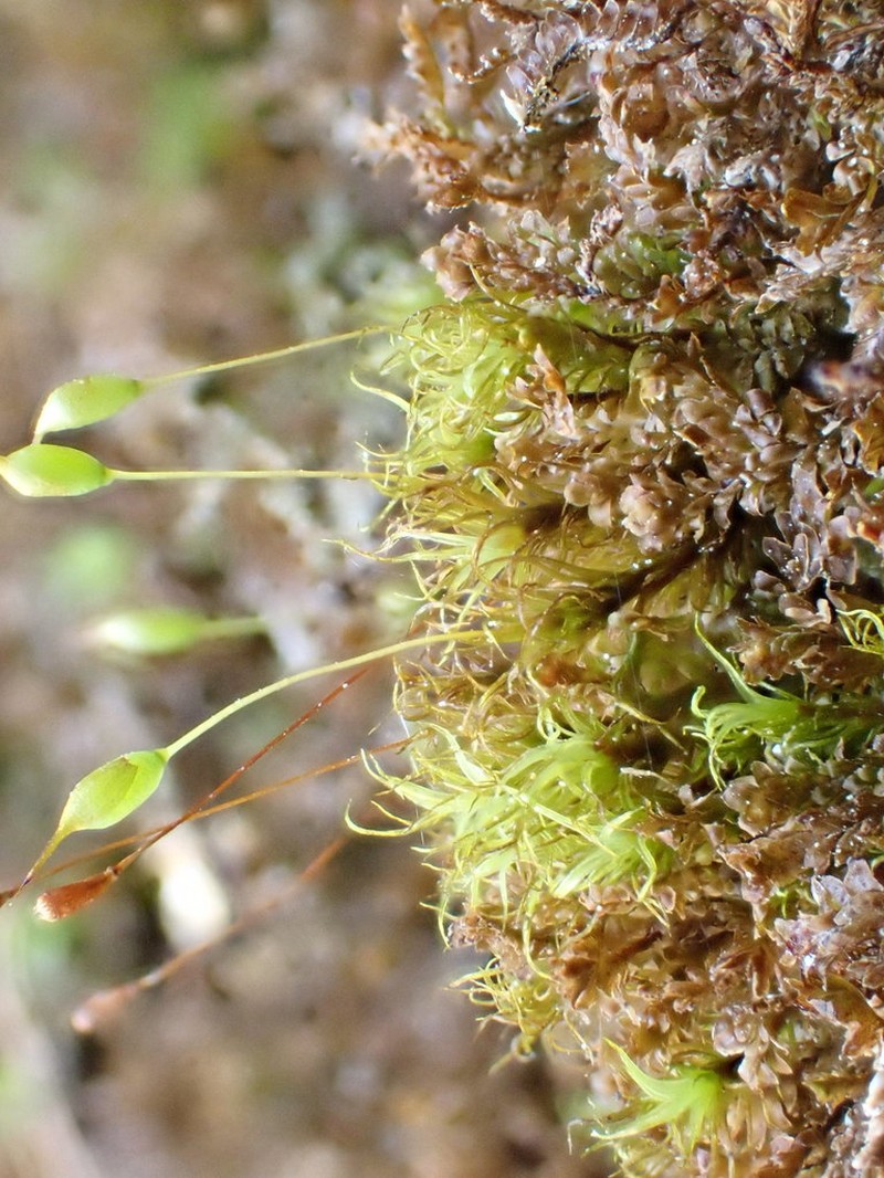 Cynodontium Moss photo 7