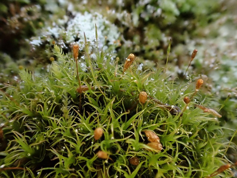 Cynodontium Moss photo 8
