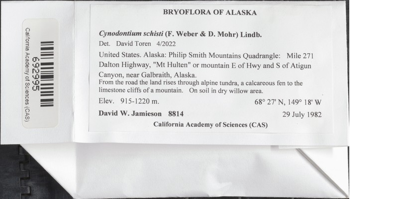 Schist Cynodontium Moss photo 2