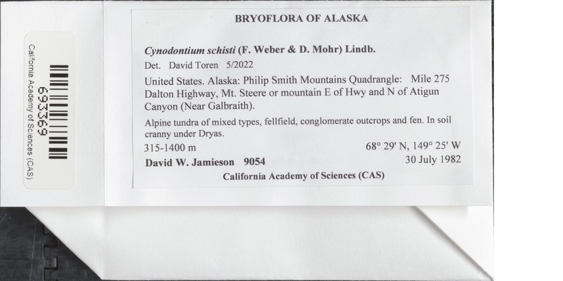 Schist Cynodontium Moss photo 3