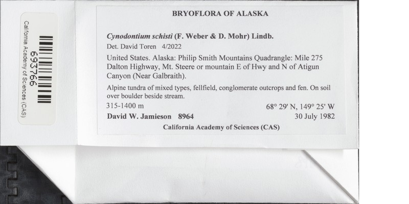 Schist Cynodontium Moss photo 6