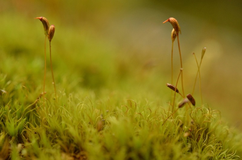 Cynodontium Moss
