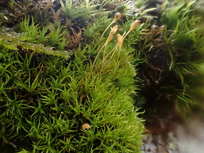 Cynodontium Moss photo 2