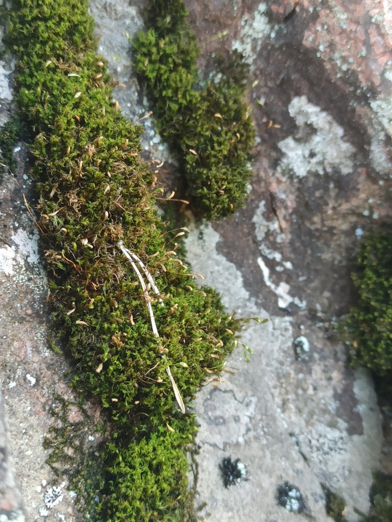 Cynodontium Moss photo 3