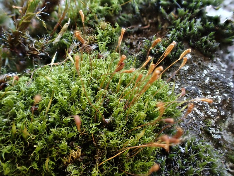 Cynodontium Moss photo 4