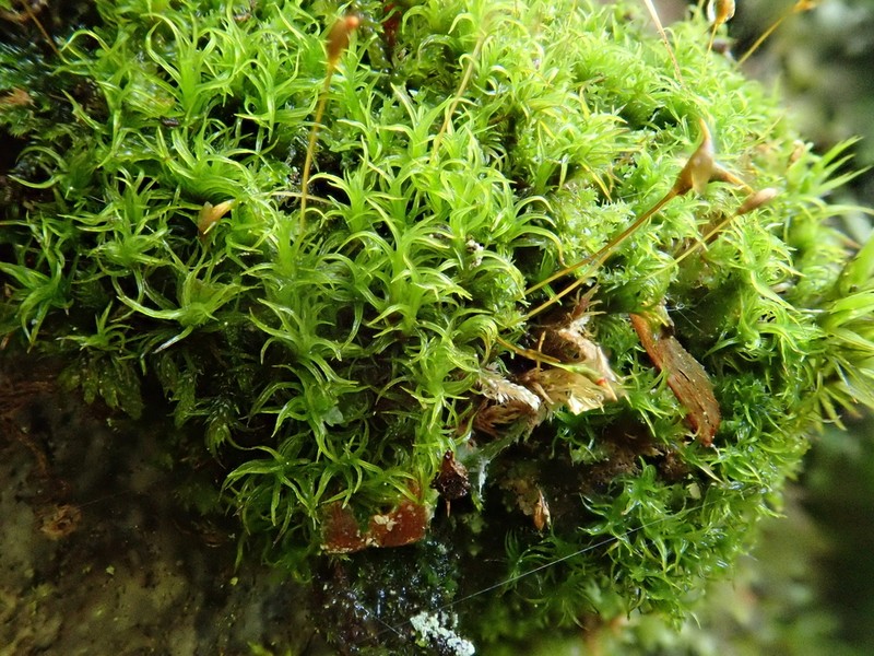 Cynodontium Moss photo 5