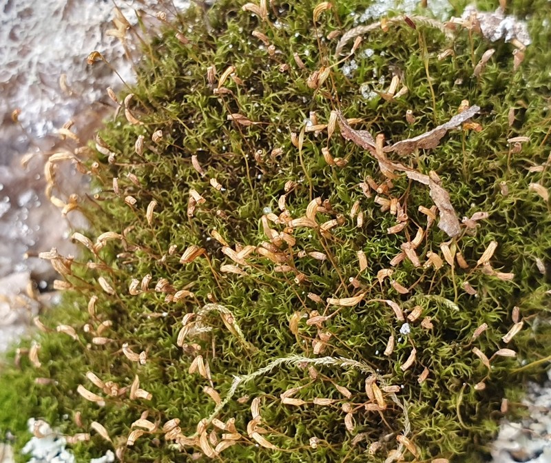 Cynodontium Moss photo 6