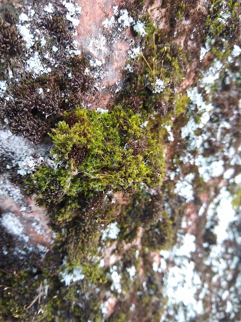 Cynodontium Moss photo 7
