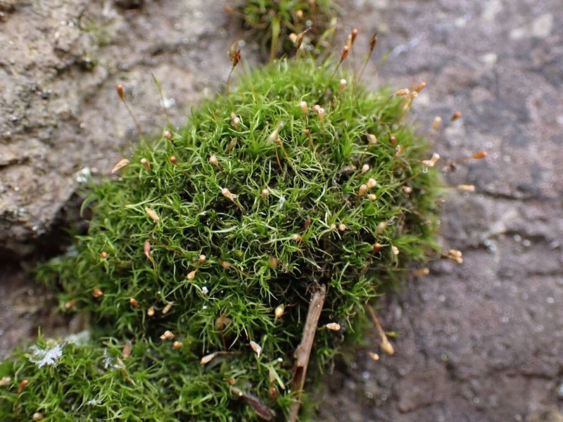 Cynodontium Moss photo 8