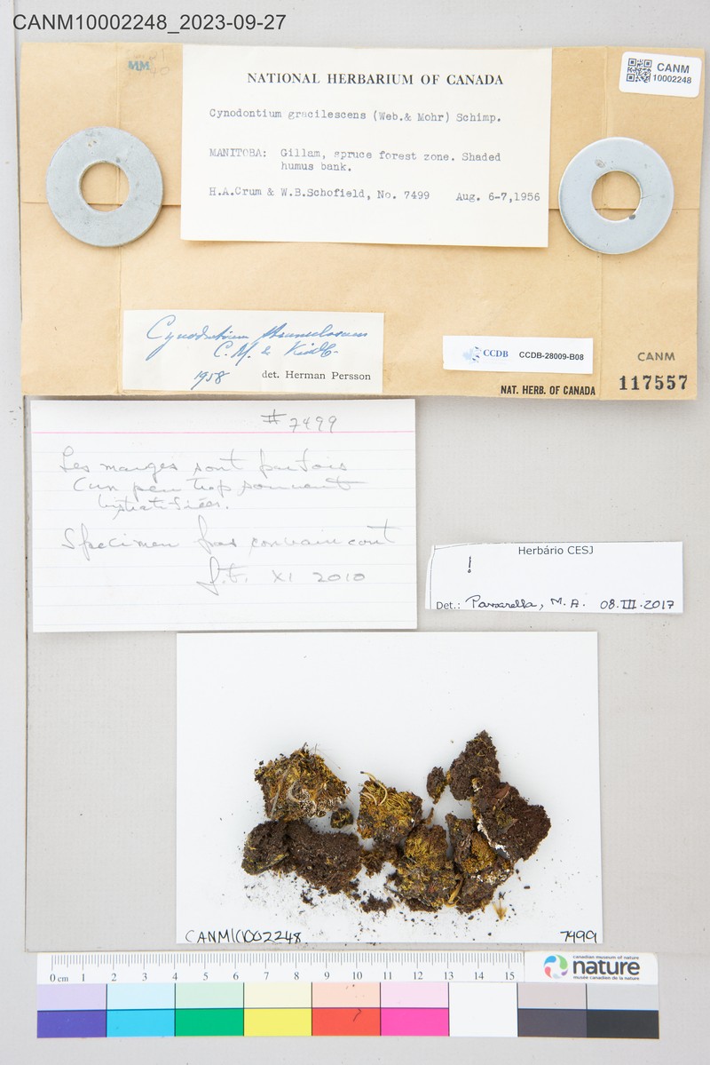 Cynodontium Moss