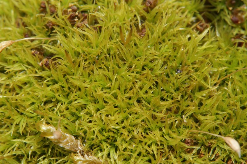 Cynodontium Moss