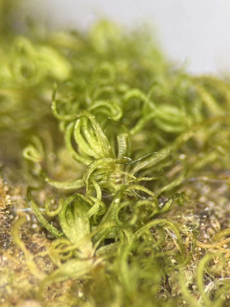 Cynodontium Moss