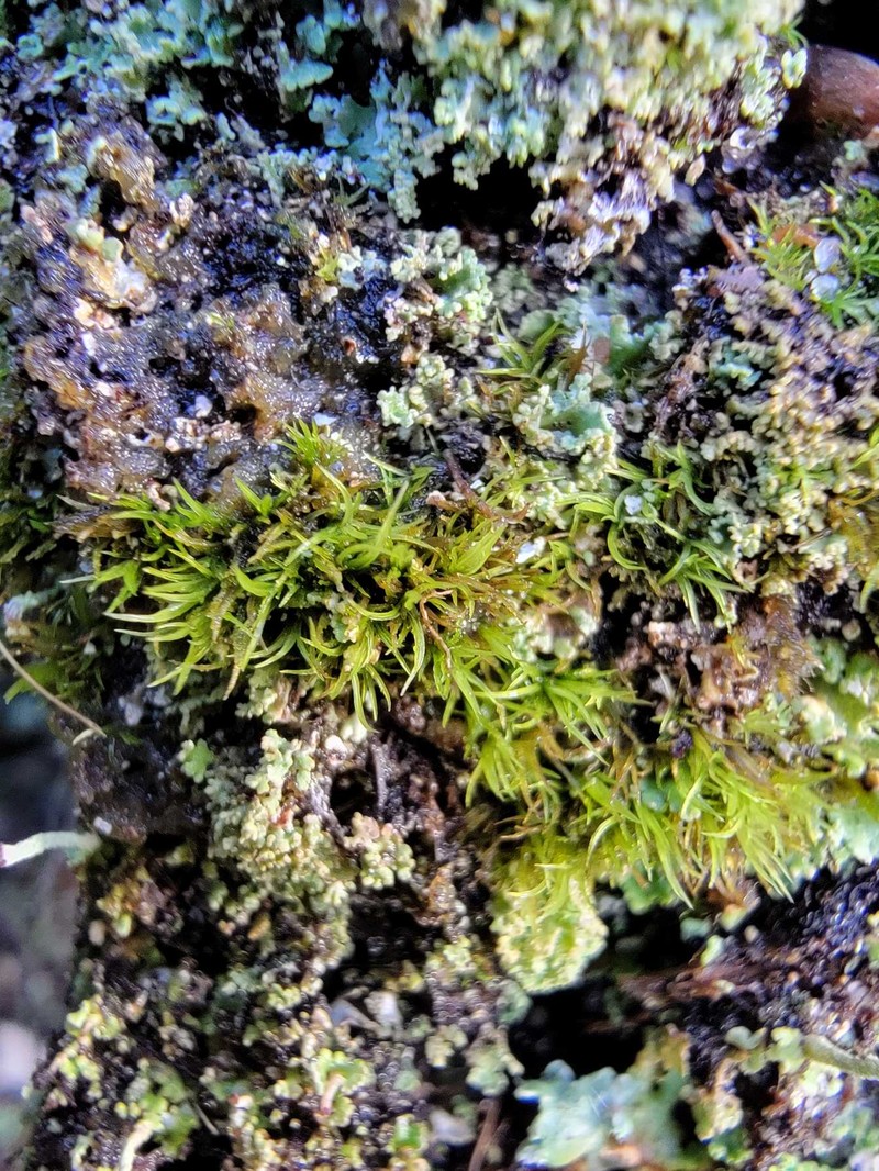 Cynodontium Moss photo 2