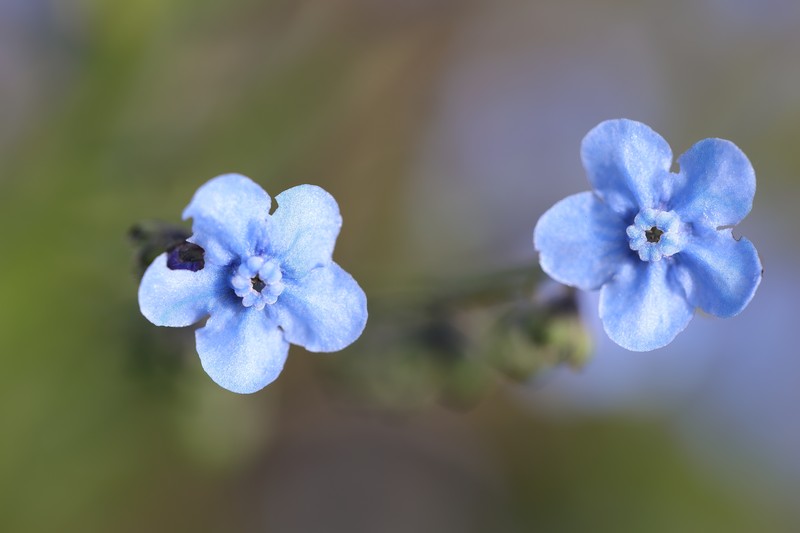 Chinese Hound's Tongue photo 5