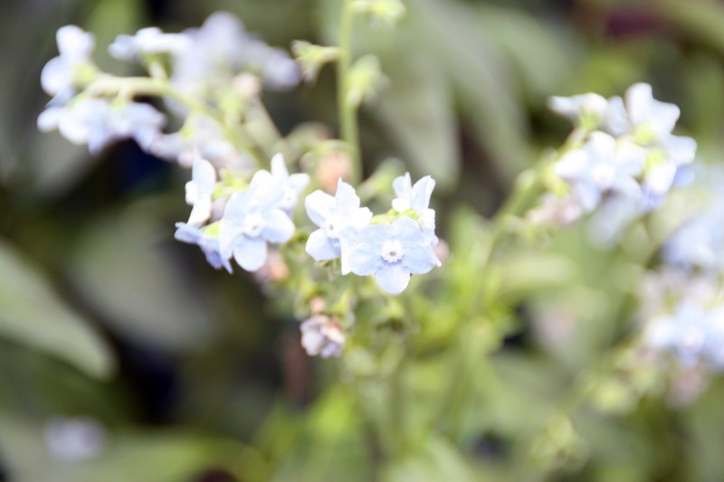 Chinese Hound's Tongue photo 2